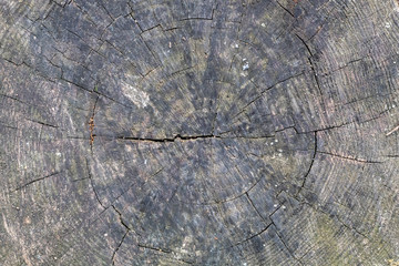 Fototapeta premium Old Weathered Grayish Cut Wood Texture