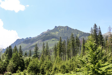 landscape in the mountains. Nice view of the mountains.  Polish Tatras in the summer.