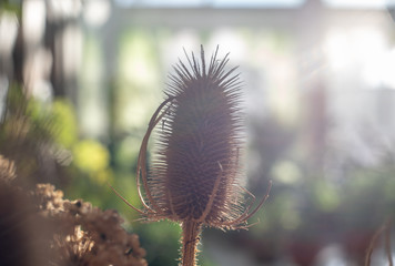 Barb flower in the greenhouse