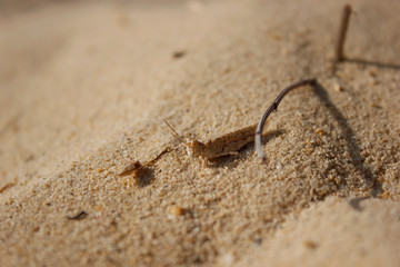 Insecto Arena de Playa