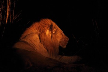 A huge Lion male (Panthera leo) lying in dark night up to close.