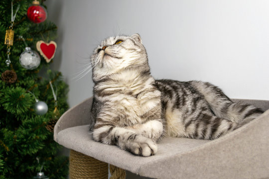 Cute gray domestic Scottish fold cat lies in a toy house, looks up. Holiday relax atmosphere