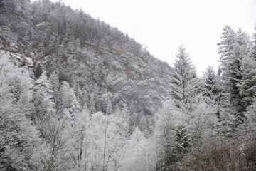 Winter trees covered with snow. Snow fir tree branches under snowfall. Winter scenery. Slovak nature in winter. Hiking in Slovakia. 