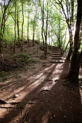 Forêt du Morvan