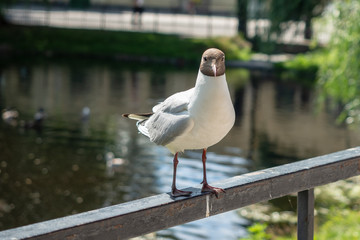 Seagull on the Fyris river in Uppsala, Sweden