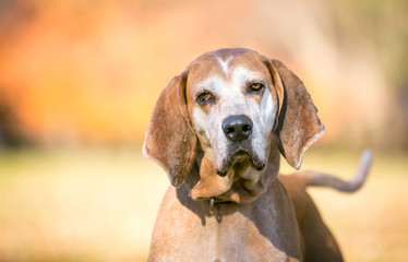 A Hound mixed breed dog listening with a head tilt, outdoors with autumn colors in the background