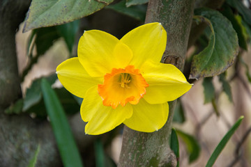 yellow daffodil in the garden