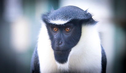 Obraz premium Diana monkey, Cercopithecus diana, scream, crescent-shaped browband, ruff and beard. Wildlife animals. Portrait