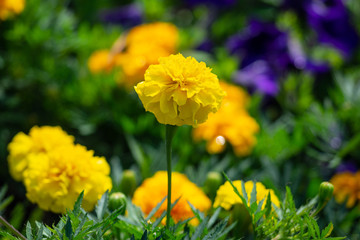 View of the botanical garden of Carl von Linne  in Uppsala, Sweden
