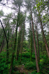 Fototapeta na wymiar Tall coniferous trees with green leaves growing tall and strong