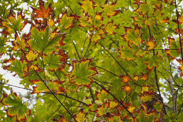 Fall Leaves