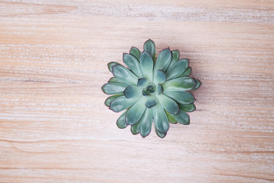 Plante verte succulente