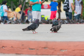 Palomas en el piso de la plaza de la ciudad Mérida Yucatán Mexico