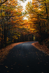 Red, orange, yellow and green leaves on the sides of the road and on trees