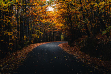 Obraz premium Red, orange, yellow and green leaves on the sides of the road and on trees