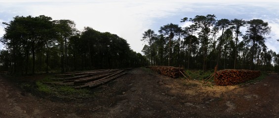 Wood logs 360 Panorama
