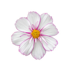 Cosmos flower delicate pink white, closeup isolated on white. cosmos flower with terry petals, top view isolate