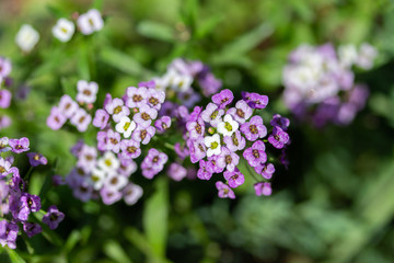 Obraz premium Lobularia blossom with purple white small flowers, close-up. Garden ornamental flowering plant.