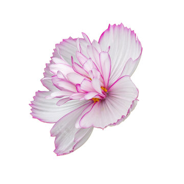 Fototapeta Cosmos terry white flower with a pink edge, closeup isolated on white. Large bright cosmos flower, side view isolate