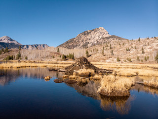 Fototapeta na wymiar Beaver dam on a lake in the mountains