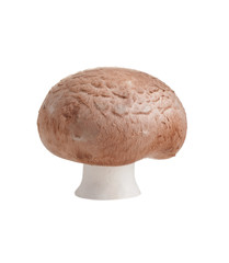 fresh single champignon isolated on a white background