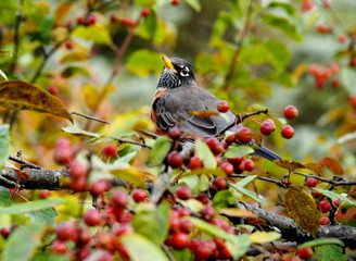 Red Robin On a Crab Apple Tree eating