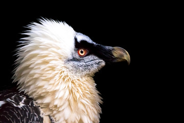 Bearded Vulture, Gypaetus barbatus, detail portrait of rare mountain bird in rocky habitat.