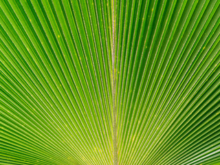 Obraz premium Green Palm tree leaf in close up wallpaper view