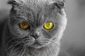 Scottish fold cat, portrait with focus on eyes