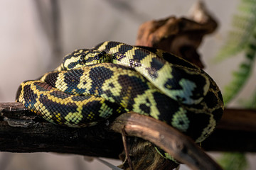 Morelia Spilota python resting after a meal. Snake basking in the sun curled in a ball on a branch.