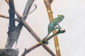 Yemeni chameleon in the wild or in the house crawls on a tree branch. Green lizard on a branch.