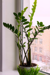 High decorative and deciduous houseplant Zamioculcas stands in a pot on the window sill of the room