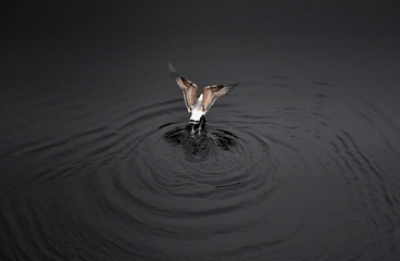 albatross bird on the baltic sea