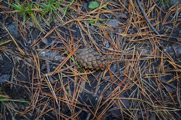 fir cone on the ground in the forest.the view from the top