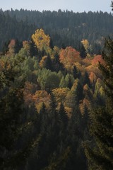 Autumn mountain forest village landscape. Mountain village in autumn. Mountain forest village in autumn. Autumn mountain village view