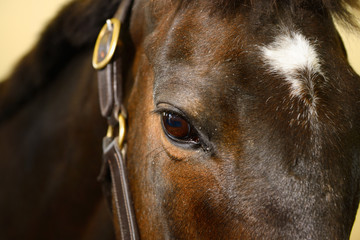 Eye of bay gelding thoroughbred horse sedated for treatment of wound with Derazil