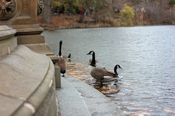 Geese at the Lake in Central Park in New York in autumn