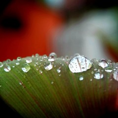 leaf with water drops