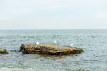 A seagull walks on the sand or sits on a stone in the ocean.