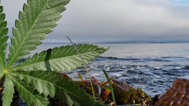 Moving Cannabis Leaf at the Ocean