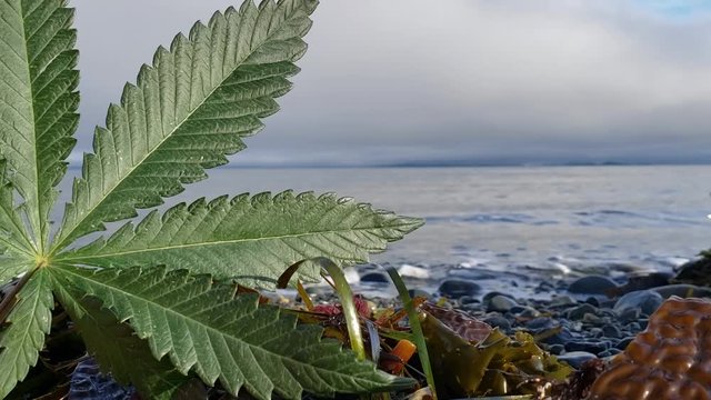 Still Cannabis Leaf at the Ocean