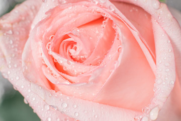 Rose with water drops close up