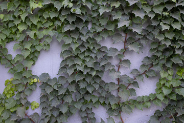 Green wall from plants. Background picture. Substrate.