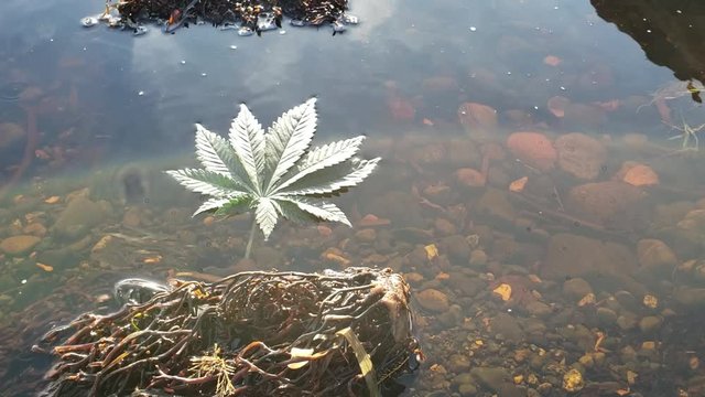 Swirling in Water Cannabis Leaf Lens Flare