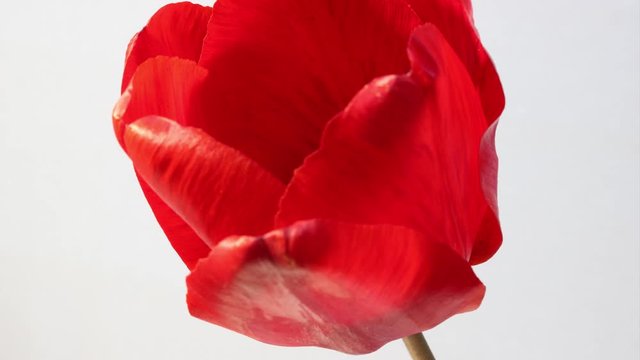 4K Timelapse red tulip opening over light background close up