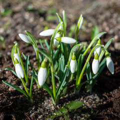 snowdrops in the garden during spring