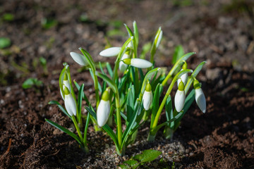 snowdrop in the garden