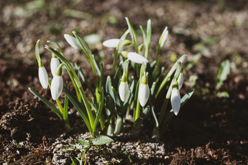 snowdrops in the garden during spring
