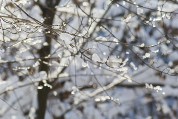 Snow-covered branches in the winter park in the backlight