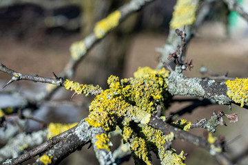 dry branch with yellow moss